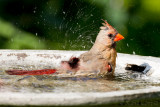 Cardinal rougeNorthern Cardinal