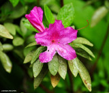 pink Vireya