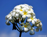 Plumeria