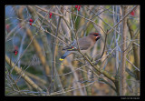 6256 bohemian waxwing eating berry