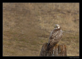 5350 buzzard