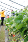Strawberry Orchard in Kanagawa