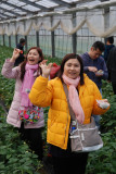 Strawberry Orchard in Kanagawa