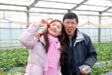 Strawberry Orchard in Kanagawa
