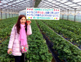 Strawberry Orchard in Kanagawa