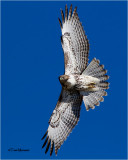 Red-tailed Hawk