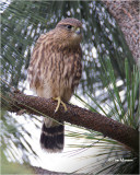 Merlin (fledgling)