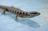 DSC_1069c.jpg