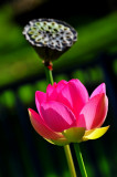 DSC_9075c.jpg