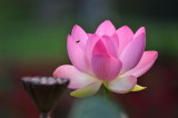 DSC_9001c.jpg