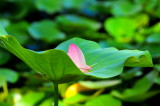 DSC_9116c.jpg