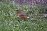 _MG_0661-Eastern_Towhee.jpg