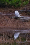 ::Siletz Bay Snowy Owl::