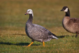 ::Emperor Goose::