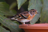 ::Brambling::