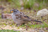 ::sparrows::