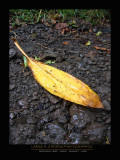 Banana Leaf - MAUI