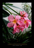 Flowers - OAHU