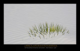 Grass and Sand - WHITE SANDS NP
