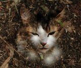 COVER for BOOK DISPOSABLE.jpg