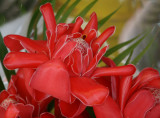 Tropical Beauty