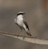 4. Turkestan Shrike - Lanius phoenicuroides