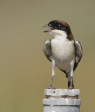 11. Eastern Woodchat Shrike - Lanius senator niloticus