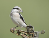 8. Steppe Grey Shrike - Lanius pallidirostris