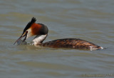 Svasso maggiore (Podiceps cristatus)