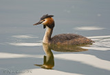 Svasso maggiore (Podiceps cristatus)