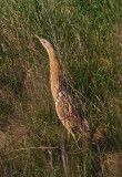 Tarabuso (Botaurus stellaris)