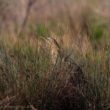 Tarabuso (Botaurus stellaris)