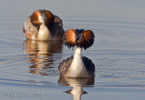 Svasso maggiore (Podiceps cristatus)