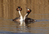 Svasso maggiore (Podiceps cristatus)