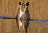 Svasso maggiore (Podiceps cristatus)