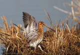 Beccaccino (Gallinago gallinago)