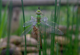Anax imperator