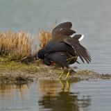 Gallinella d'acqua (Gallinula chloropus) Accoppiamento 6