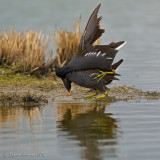 Gallinella d'acqua (Gallinula chloropus) Accoppiamento 5