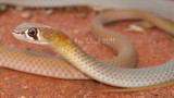 Demansia psammophis psammophis