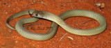 Pseudechis australis