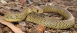 Pseudonaja affinis affinis