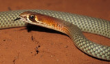 Demansia psammophis cupreiceps