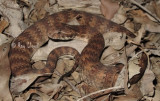 Acanthophis antarcticus