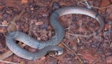 Pseudonaja modesta