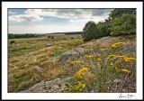 Rocky Field with Goldenrod