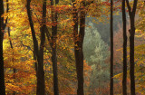 Beech forest - Beukenbos