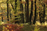 Oak forest - Spaartelgenbos