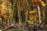 Forest reserve, autumn - Bosreservaat, herfst