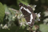 White Admiral - Kleine IJsvogelvlinder